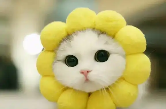 养猫后的10个小怪癖,你中了几个
