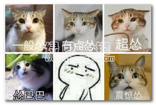  猫猫怂表情包下载猫咪怂表情图片大全官方中文版软件下载