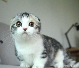  qq头像女生用的猫