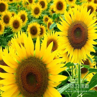  十二星座的幸运花