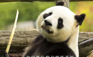  俄罗斯的熊有多怂简直把熊族的脸都丢光了,连熊猫也一脸鄙视