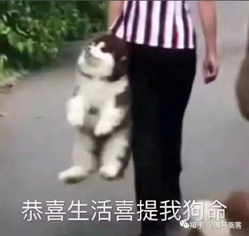  遛狗,养龙真的能赚钱吗