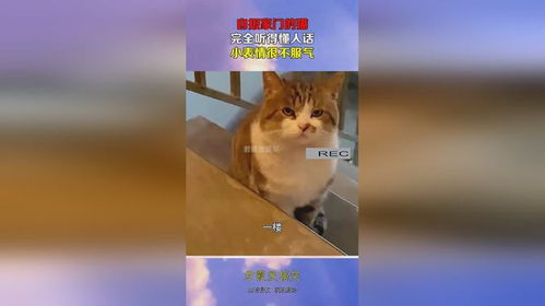 汤姆猫看报纸表情包猫咪