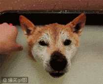 宠物表情包gif搞笑