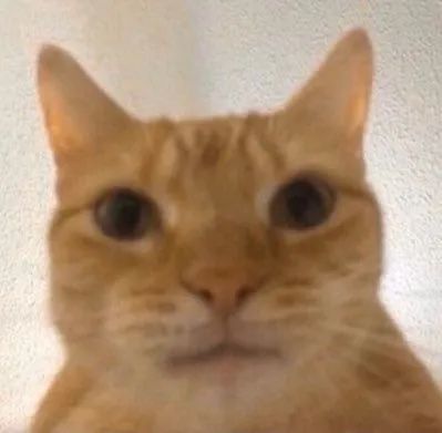  猫猫的死亡角度自拍大赛