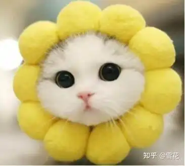 一只白猫旁边一个问号的