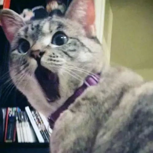 微信头像女士专用猫咪好
