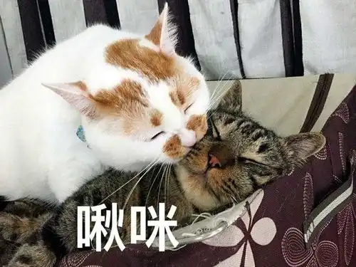  你们会为了结婚而结婚吗