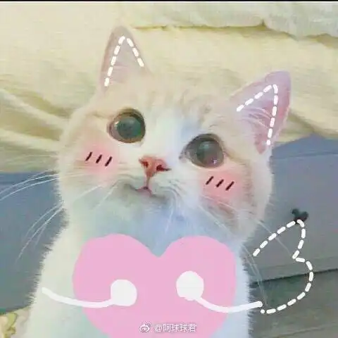 摸头表情包猫表情包