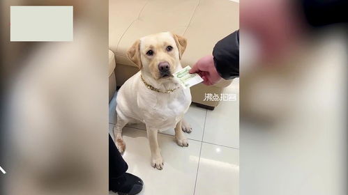  男子给家人发红包,狗狗认真排队等待,看到红包金额狗狗表情亮了