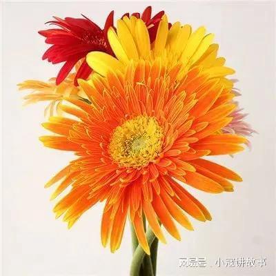  平淡简单,生活最真,淡然处世,日子最美
