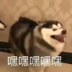  小可爱看这边无水印表情包,来盗图吧