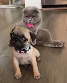  猫坐在狗的身后,狗满脸害怕的表情,汪刮风了吗背后凉飕飕