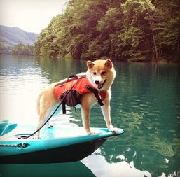  那个火遍朋友圈的表情包doge,终于脱单了