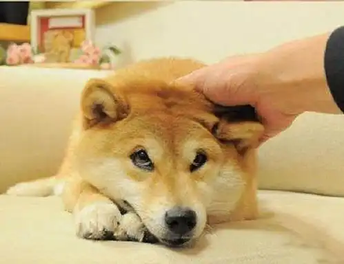  精神污染界神物,洗脑大法还是柴犬好