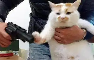  求这个猫的表情原图