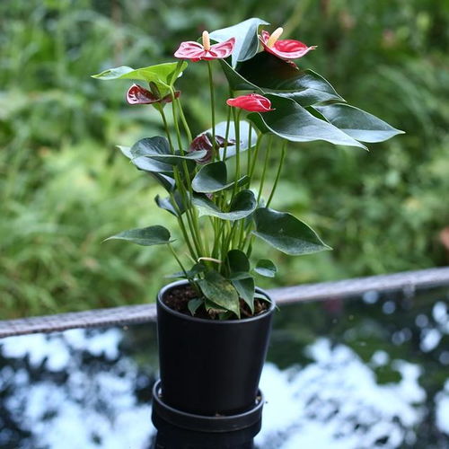  老花匠道出真相,这款养不死的盆栽,聪明人都在养