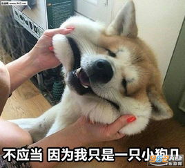  你开枪吧反正我的心早就死了表情图片不应当因为我只是一只小猫咪表情包下载乐游网游戏下载