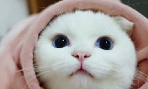  小奶猫赖床不起,裹紧被子很委屈,小表情亮了,主人笑得胃抽筋