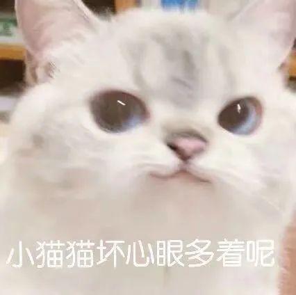 奇怪知识增加猫表情