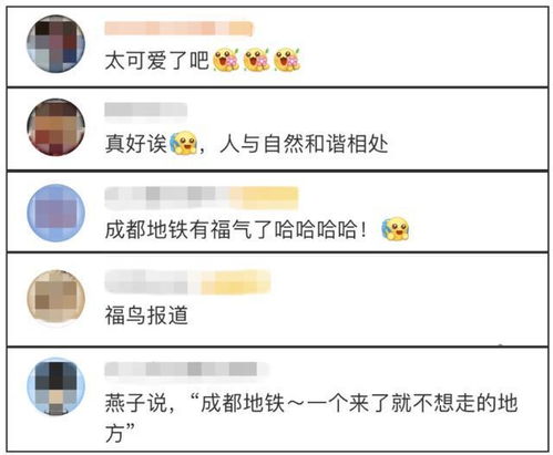  超暖去年筑巢地铁站的小燕子又回来了