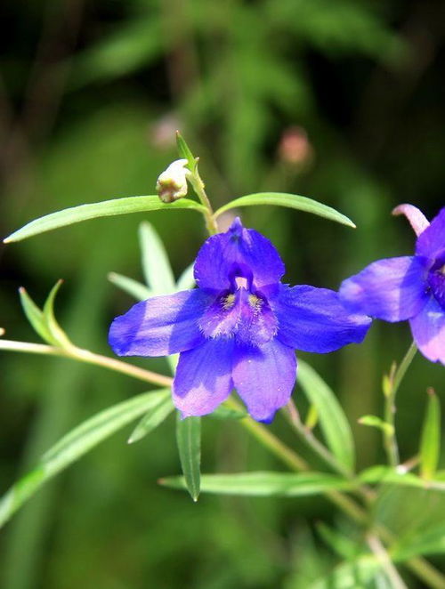  尖距翠雀花