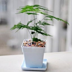  浴花谷文竹不开花非常容易观叶植物净化空气美观盆景价格,图片,品牌信息齐家网产品库