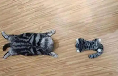  主人买回一只玩偶猫,猫咪竟摆出这个动作,主人笑得乐不可支