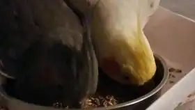  溜达鸡的溜达日常