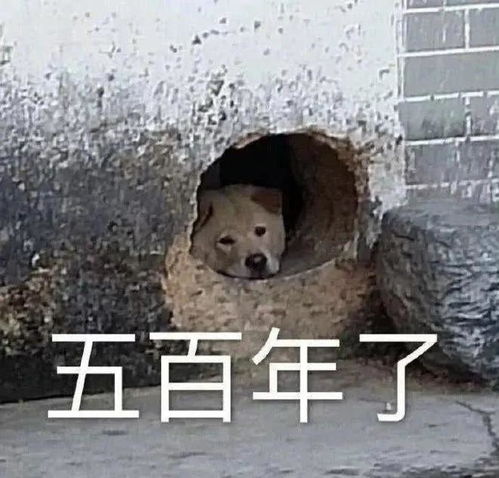  e句话高考第一天,今年又有什么梗