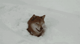  柴犬这种与生俱来的骚包气质,请问你们上辈子是人类嘛