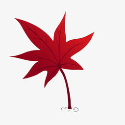  手绘唯美红色枫叶插画图片素材其他格式下载动漫人物大全
