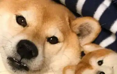  为啥柴犬表情包那么流行,现实中却很少见到柴犬理由很简单
