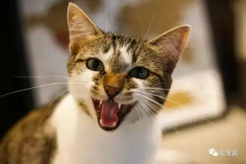  我的猫咪喜欢抓咬人怎么办