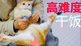  戴着浴帽乖乖泡澡的橘猫,就是小表情有点委屈.