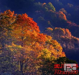  亚洲最大的美景红叶基地四川巴中光雾山