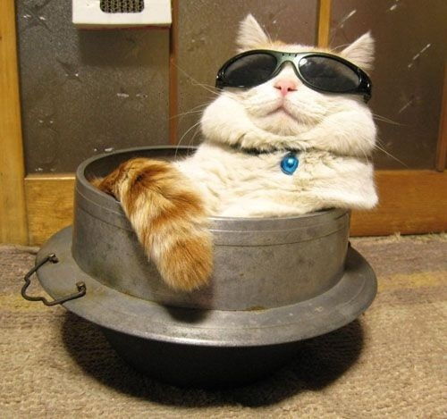  有没有关于这猫的表情包