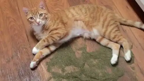  一闻就打滚,猫薄荷究竟有什么魔力,可以把猫咪迷的神魂颠倒猫咪