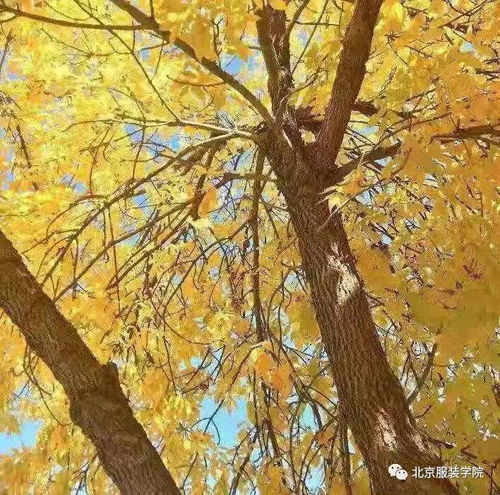  图迹北服渐入冬季,我还是迷恋你秋的色彩