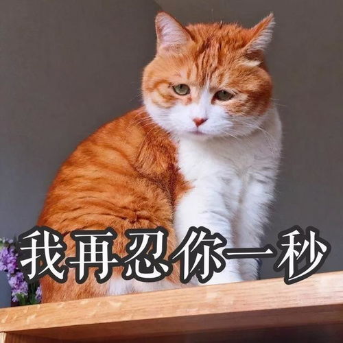  怂恿我养橘猫的朋友,我们绝交吧