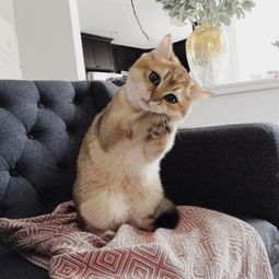  日常吸猫