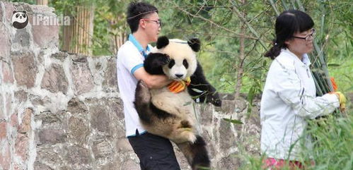 熊猫界的头号网红,知道叫什么名字吗让我们来认识一下吧蔓越莓