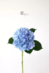  2019年12星座幸运花大揭秘