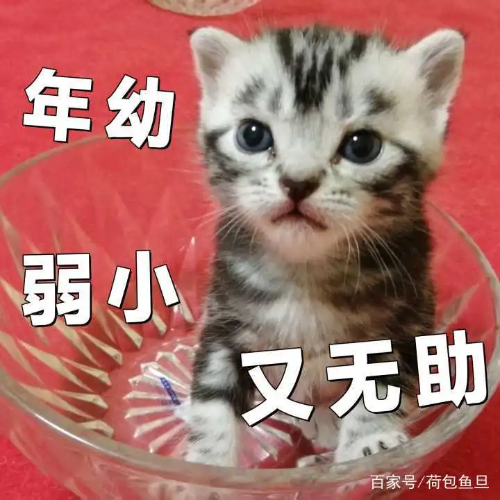  该不该给宠物喂零食猫咪零食大盘点主子喜欢什么样的零食