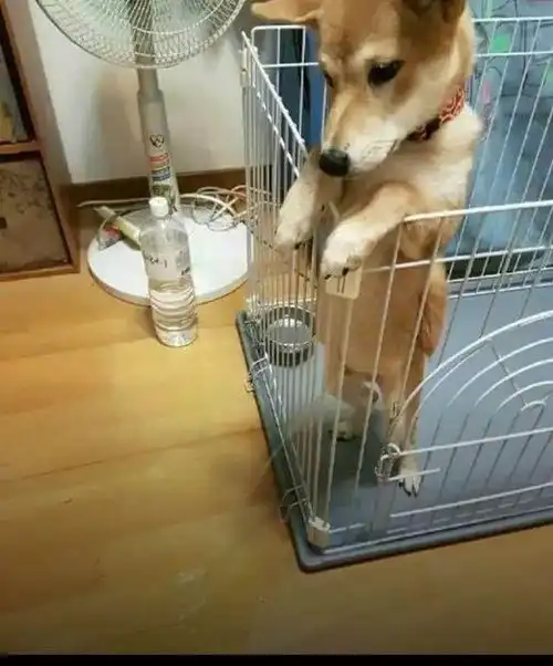  自从上次跳伞后就这样了,有救吗