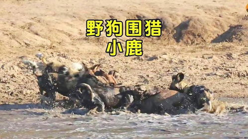 小鹿只是湖边喝口水,立刻就被野狗包围了,结果被分解了