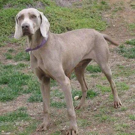  女童遭烈犬撕咬注意桂城禁养这27种烈性犬