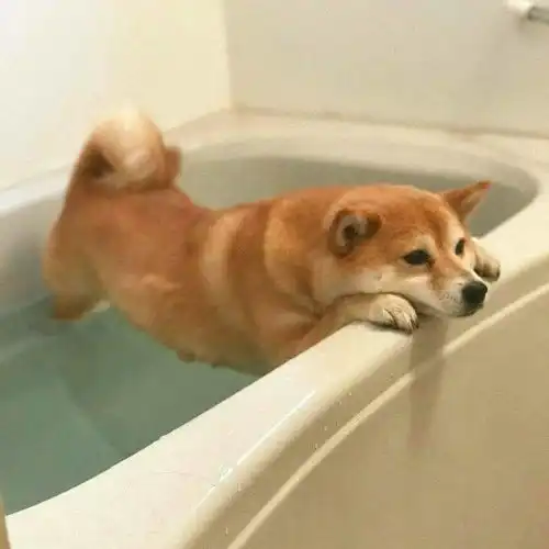  头像表情