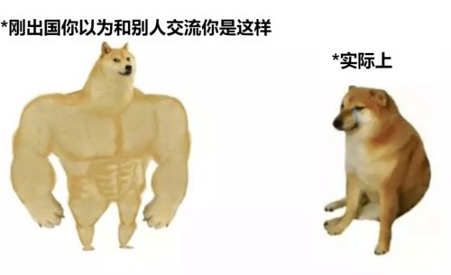 表情包是秋田还是柴犬ch