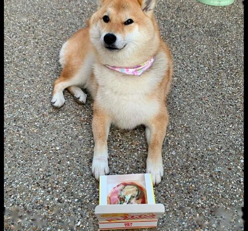 一脸茫然表情包高清柴犬